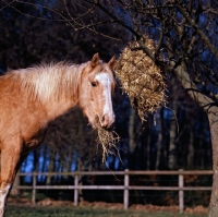 Picture of pony in winter feeding from haynet