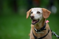 Picture of portrait of a happy mongrel dog smiling 