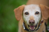 Picture of portrait of a happy mongrel dog smiling