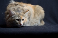 Picture of Portrait of champion Kronangens Lucia crouched, studio shot with black background