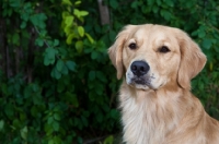 Picture of portrait of Golden Retriever with greenery backgorund