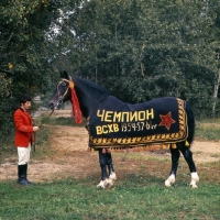 Picture of quadrat / kvadrat, elderly famous orlov trotter in russia