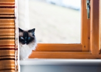 Picture of Ragdoll behind curtain
