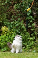 Picture of Ragdoll cross Persian in garden