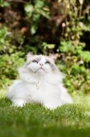 Picture of Ragdoll cross Persian looking up