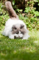 Picture of Ragdoll cross Persian playing in garden