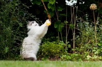 Picture of Ragdoll cross Persian playing in garden