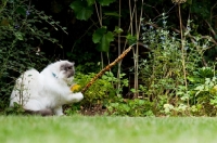 Picture of Ragdoll cross Persian playing with branch