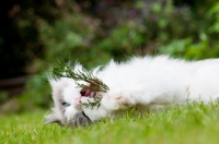 Picture of Ragdoll cross Persian playing with twig