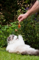 Picture of Ragdoll cross Persian playing