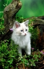 Picture of ragdoll kitten amongst greenery