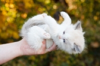 Picture of ragdoll kitten being held