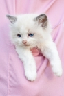 Picture of Ragdoll kitten in pocket