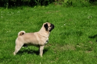 Picture of Retro Pug cross between pug and Parson Russell Terrier to improve breathing due to longer nose