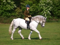 Picture of Riding Connemara Pony