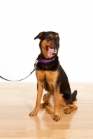 Picture of Rottweiler Mix sitting on wooden floor