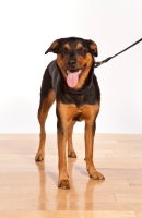 Picture of Rottweiler Mix