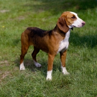 Picture of sauerland bracke, german hound standing on grass