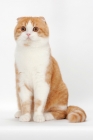Picture of Scottish Fold cat sitting on white background, red mackerel tabby & white