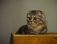 Picture of Scottish Fold in wooden box. 