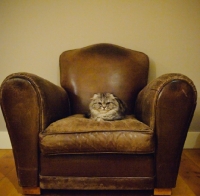 Picture of Scottish Fold lying on leather chair. 