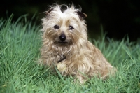 Picture of scruffy cute terrier