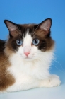 Picture of seal bi-coloured ragdoll cat portrait