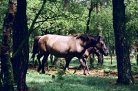 Picture of semi wild dulmen pony mare and foal in merfelder bruch