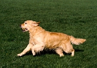 Picture of sh ch westley jacob, golden retriever galloping 