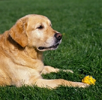 Picture of sh ch westley jacob, golden retriever lying on grass with toy