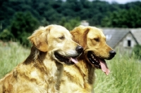 Picture of sh ch westley mabelle with a westley working type golden