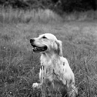 Picture of sh.ch. pippa of westley, golden retriever, black and white picture 