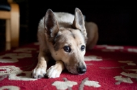 Picture of shepherd mix lying with head down on paws