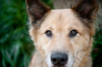 Picture of Shepherd mixed breed, 5 years old