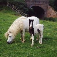 Picture of shetland pony mare and foal