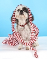 Picture of Shih Tzu with decoration