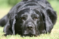 Picture of shiny black Labrador, resting