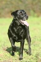 Picture of shiny black Labrador Retriever on grass