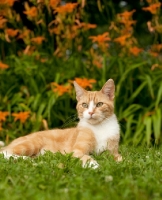 Picture of shorthaired houdehold cat in garden