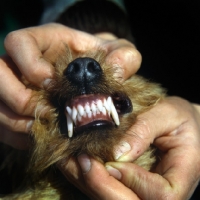 Picture of showing teeth of norfolk terrier - correct bite