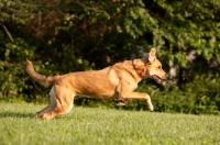 Picture of Side view of Anatolian shepherd mix running