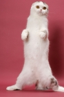 Picture of Silver Classic Tabby & White Scottish Fold on hind legs
