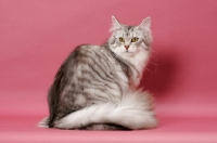 Picture of Silver Mackerel Tabby & White Maine Coon, back view