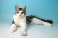 Picture of silver tabby and white norwegian forest cat, lying down