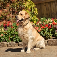 Picture of sitting in garden