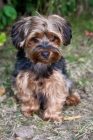 Picture of sitting Yorkshire Terrier mixed breed dog with greenery background