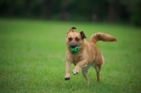 Picture of small mongrel dog running with a ball in her mouth