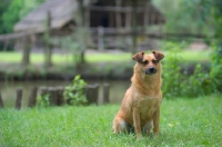 Picture of small mongrel dog sitting in the grass