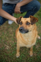 Picture of small mongrel dog sitting near owner