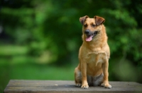 Picture of small mongrel dog sitting on a wooden table